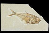 Bargain, Diplomystus Fossil Fish - Wyoming #88570-1